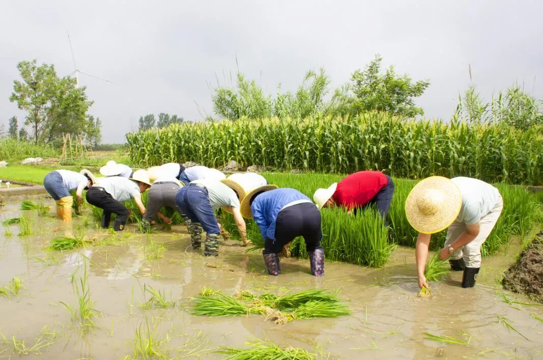 種業(yè)3.png 種業(yè)3.png